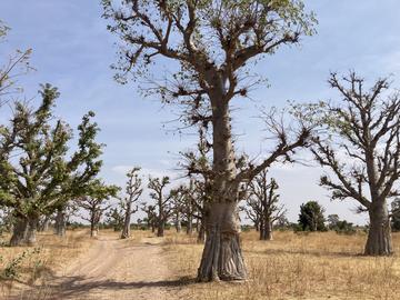 Baobab - Sénégal © J. Mariel, Cirad